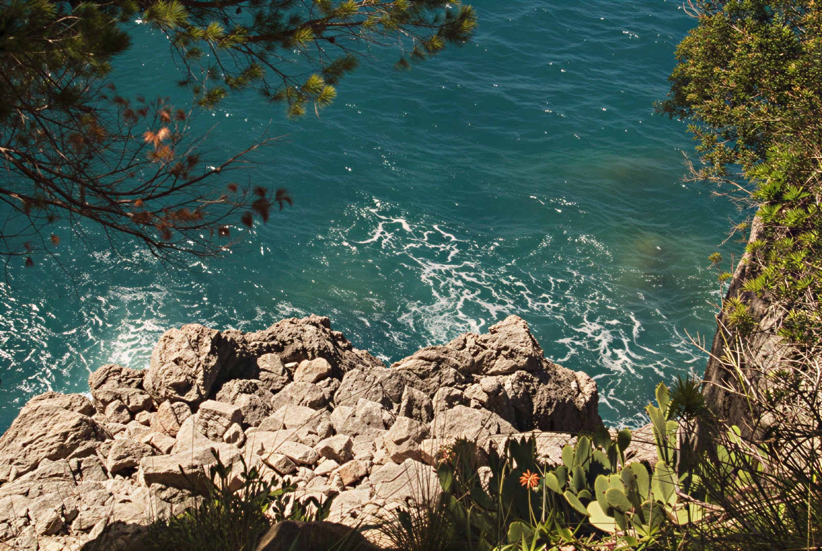 Coastal rocks above a turquoise sea, between pine branches and prickly pears